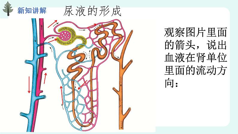 11.2 尿的形成与排出（2）（课件+教案+练习+学案）04