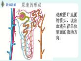 11.2 尿的形成与排出（2）（课件+教案+练习+学案）