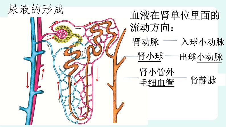 11.2 尿的形成与排出（2）（课件+教案+练习+学案）05