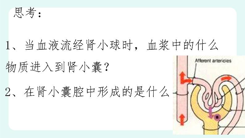 11.2 尿的形成与排出（2）（课件+教案+练习+学案）07