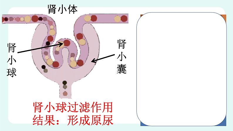 11.2 尿的形成与排出（2）（课件+教案+练习+学案）08