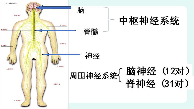 12.1神经系统与神经调节（1）-课件第6页