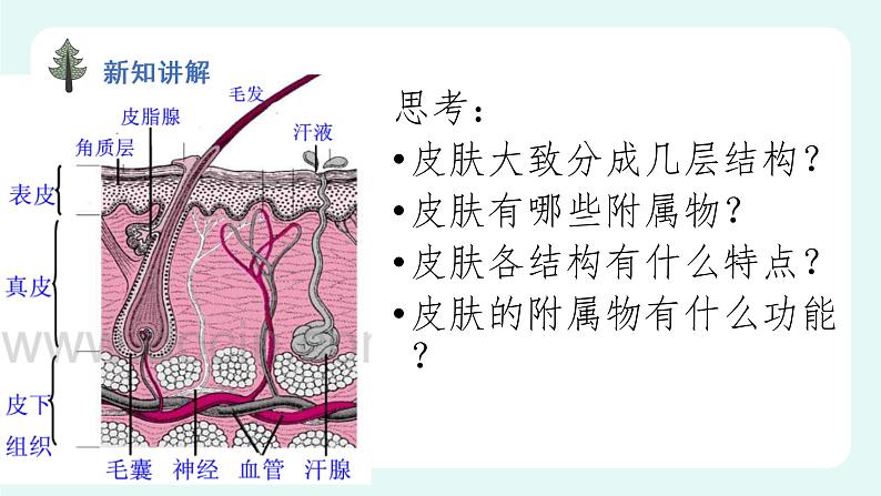 11.3 皮肤与汗液分泌（课件+教案+练习+学案）03