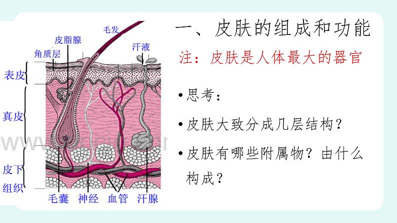 11.3 皮肤与汗液分泌（课件+教案+练习+学案）04