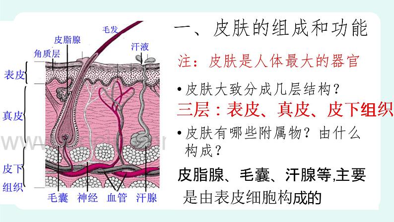 11.3 皮肤与汗液分泌（课件+教案+练习+学案）05