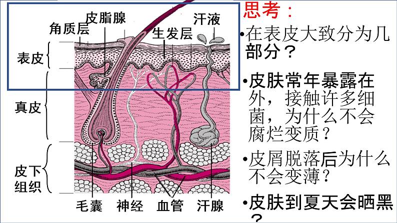 11.3 皮肤与汗液分泌（课件+教案+练习+学案）06
