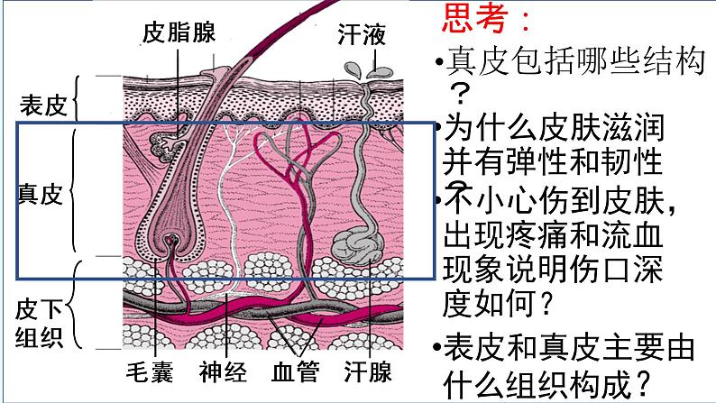 11.3 皮肤与汗液分泌（课件+教案+练习+学案）08