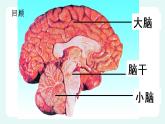 12.1神经系统与神经调节（2）（课件+教案+练习+学案）