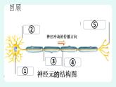 12.1神经系统与神经调节（2）（课件+教案+练习+学案）