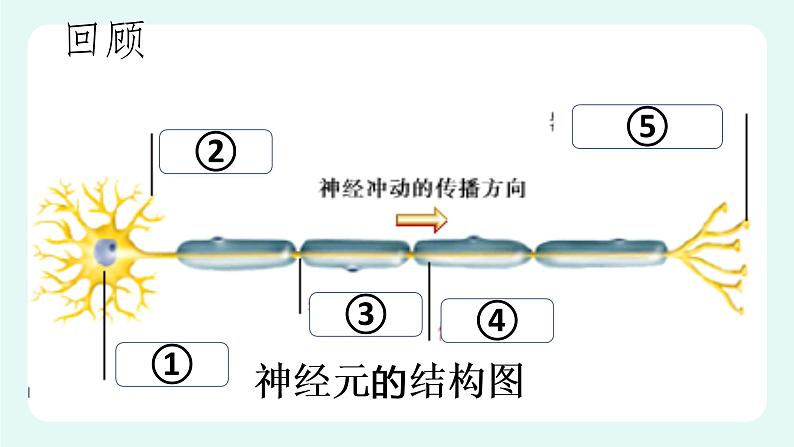 12.1神经系统与神经调节（2）（课件+教案+练习+学案）03