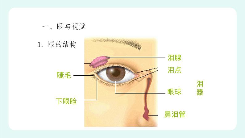 12.2感受器和感觉器官（课件+教案+练习+学案）08