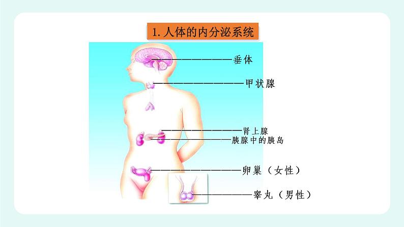 12.3激素调节（课件+教案+练习+学案）05