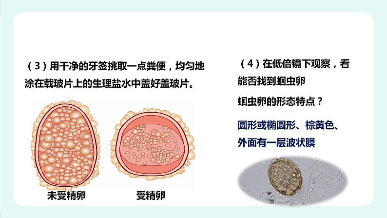 13.2 预防传染病-课件第4页