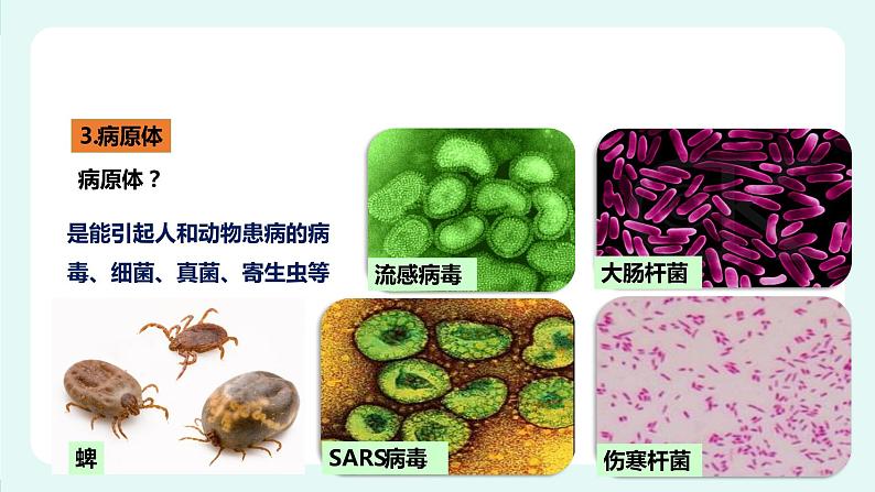 13.2 预防传染病-课件第6页