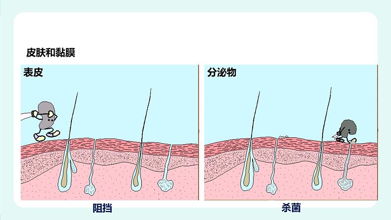 13.3 人体免疫（课件+教案+练习+学案）04