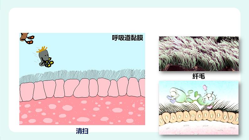 13.3 人体免疫（课件+教案+练习+学案）05