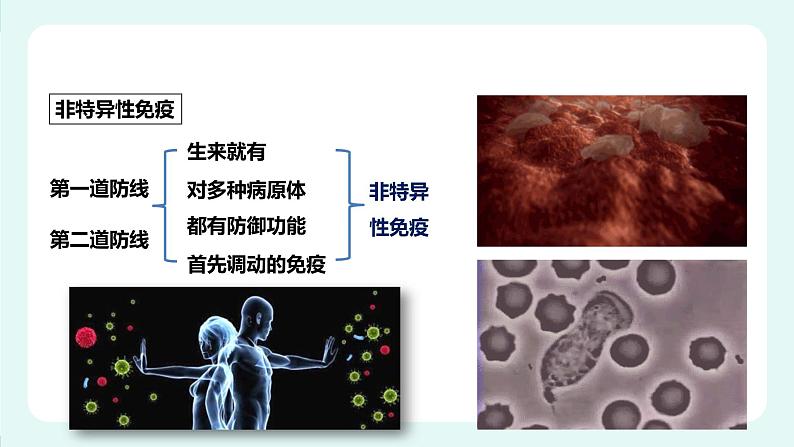 13.3 人体免疫（课件+教案+练习+学案）08