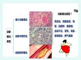13.4 当代主要疾病和预防（课件+教案+练习+学案）