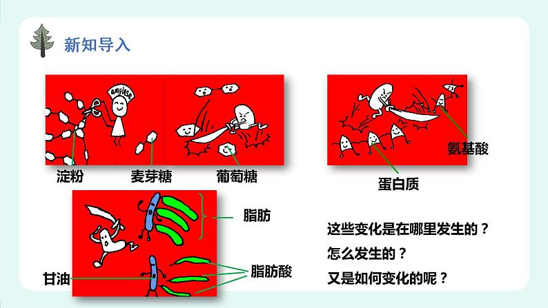 8.2食物的消化和营养物质的吸收（1）（课件+教案+练习+学案）02