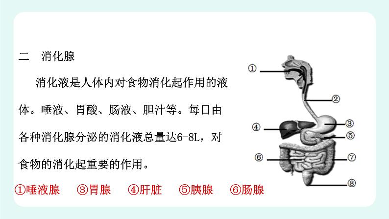 8.2食物的消化和营养物质的吸收（1）（课件+教案+练习+学案）04