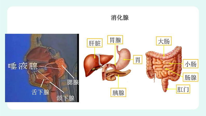 8.2食物的消化和营养物质的吸收（1）（课件+教案+练习+学案）05