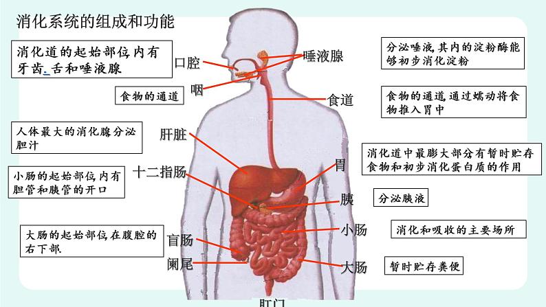 8.2食物的消化和营养物质的吸收（1）（课件+教案+练习+学案）06