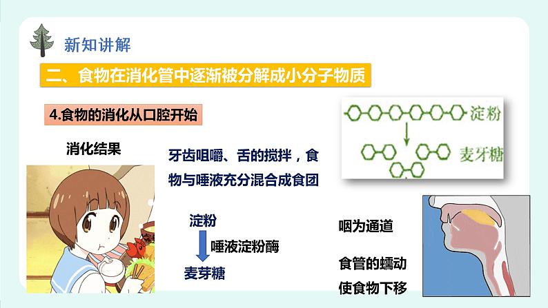 8.2食物的消化和营养物质的吸收（2）（课件+教案+练习+学案）03