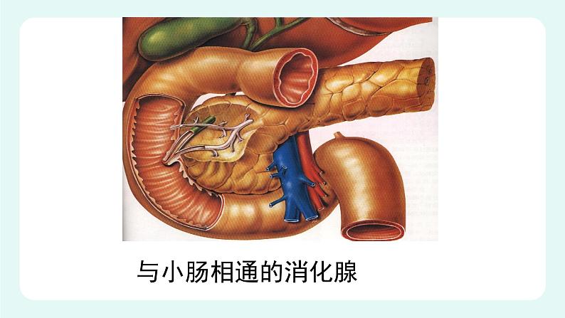 8.2食物的消化和营养物质的吸收（2）（课件+教案+练习+学案）07