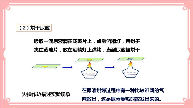 11.1人体产生的代谢废物=课件第5页