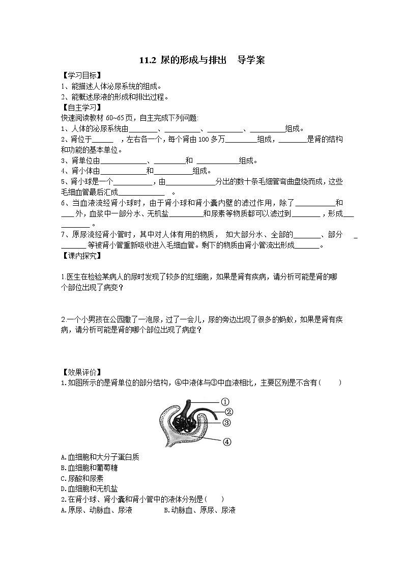 11.2 尿的形成与排出=导学案第1页