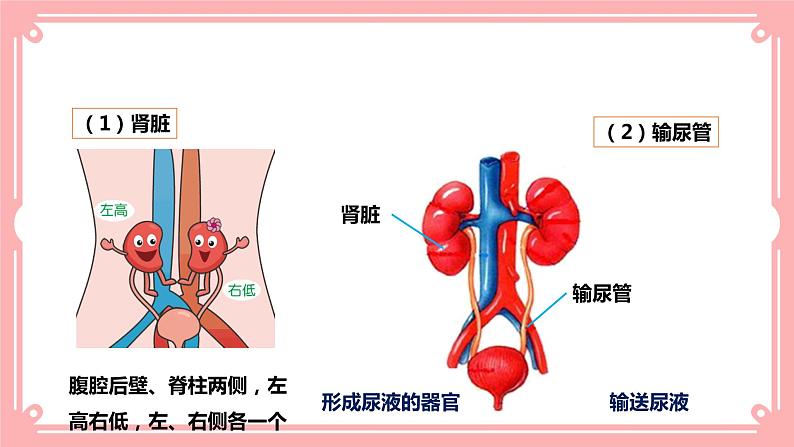 11.2 尿的形成与排出=课件第4页