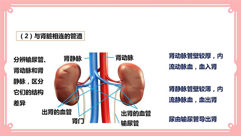 11.2 尿的形成与排出=课件第7页