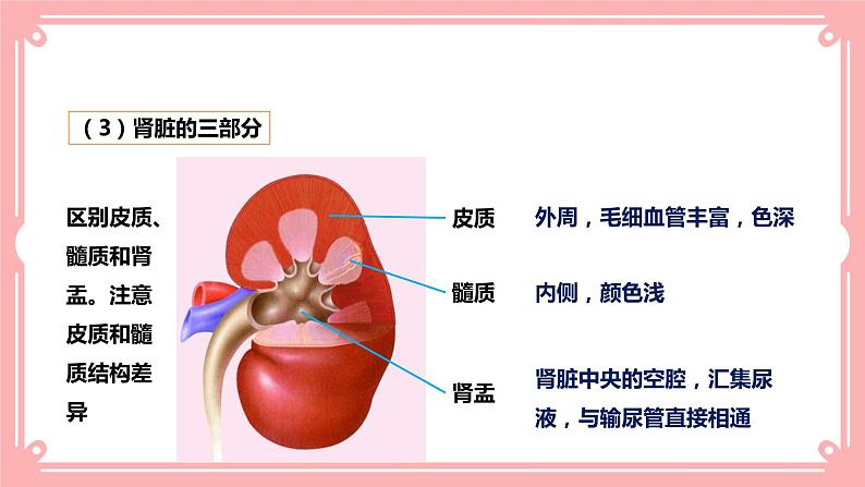 11.2 尿的形成与排出=课件第8页