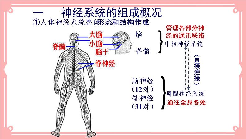 12.1神经系统与神经调节（课件+教案+练习+学案）04