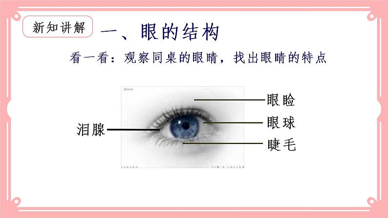 12.2感受器和感觉器官（课件+教案+练习+学案）02