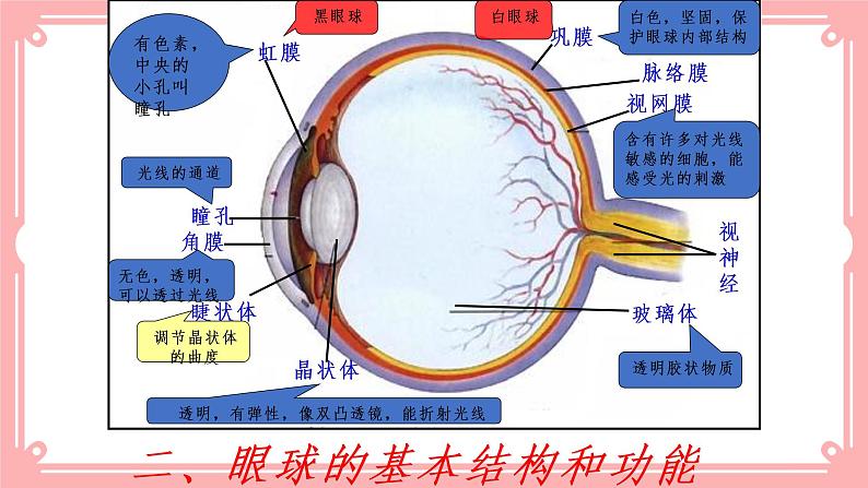 12.2感受器和感觉器官（课件+教案+练习+学案）03