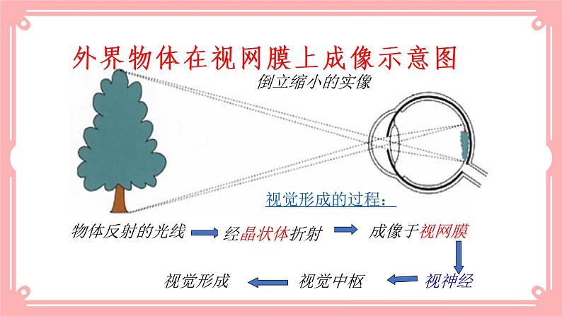 12.2感受器和感觉器官（课件+教案+练习+学案）07