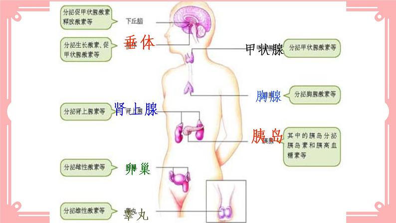 12.3激素调节（课件+教案+练习+学案）07