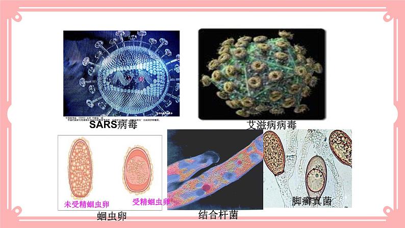 13.2 预防传染病=课件第4页
