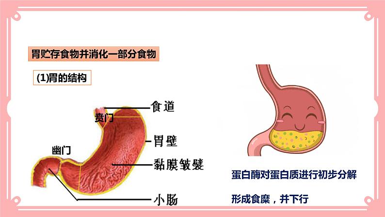 8.2食物的消化和营养物质的吸收（2）=课件第4页