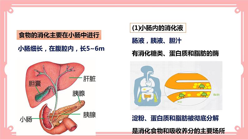 8.2食物的消化和营养物质的吸收（2）=课件第7页