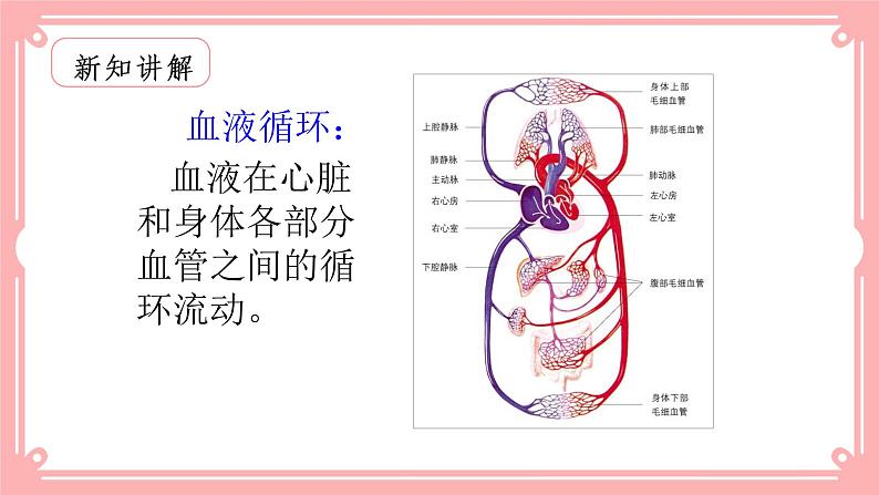 9.2血液循环（1）（课件+教案+练习+学案）03