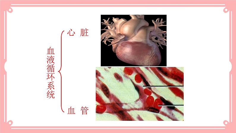 9.2血液循环（1）（课件+教案+练习+学案）04