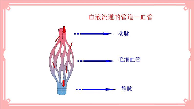 9.2血液循环（1）（课件+教案+练习+学案）05