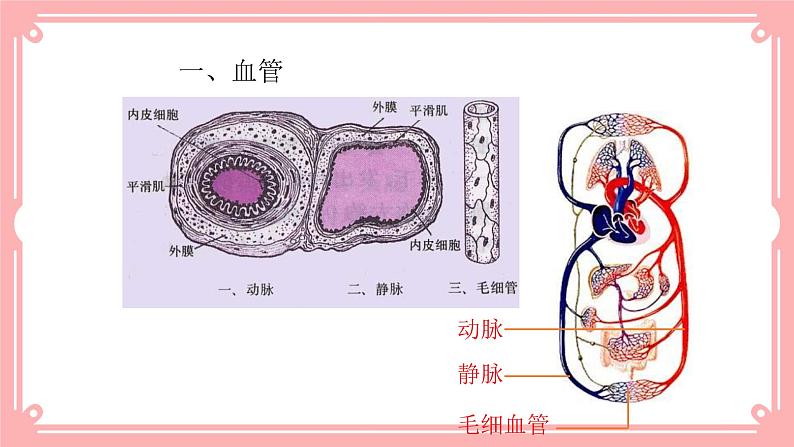 9.2血液循环（1）（课件+教案+练习+学案）06