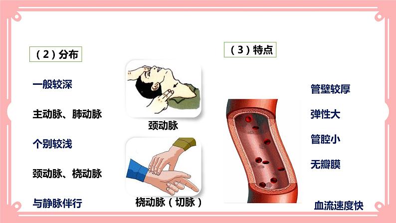 9.2血液循环（1）（课件+教案+练习+学案）08