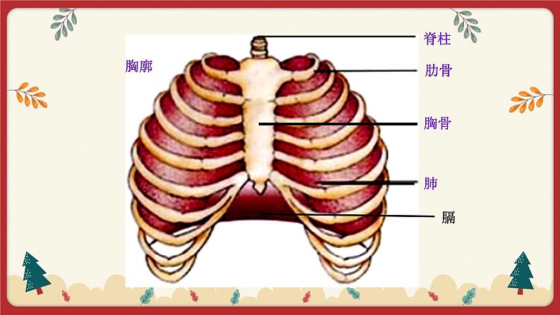 10.2人体细胞获得氧气的过程（2）（课件+教学设计+练习+学案）04