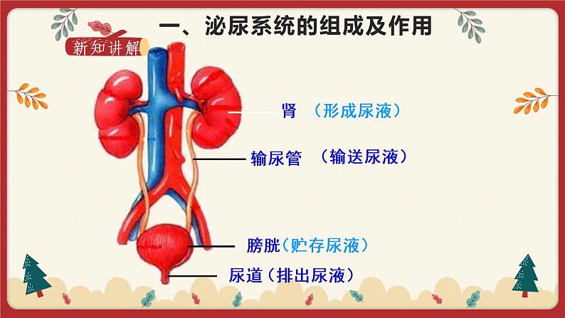 11.2 尿的形成与排出（课件+教学设计+练习+学案）03