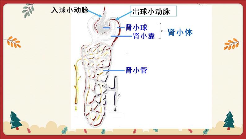 11.2 尿的形成与排出（课件+教学设计+练习+学案）06