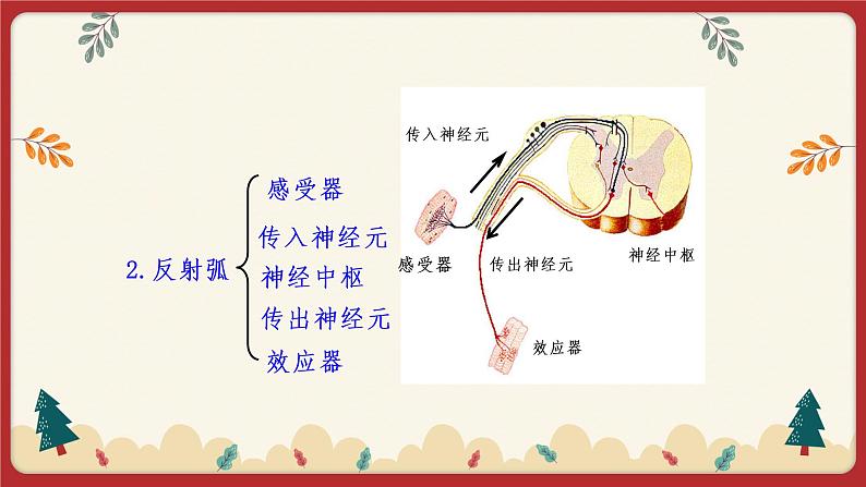 12.1神经系统与神经调节（2）（课件+教学设计+练习+学案）03